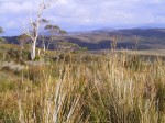 Cradle Mountain