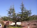 Baum