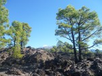 Immer wieder der Teide